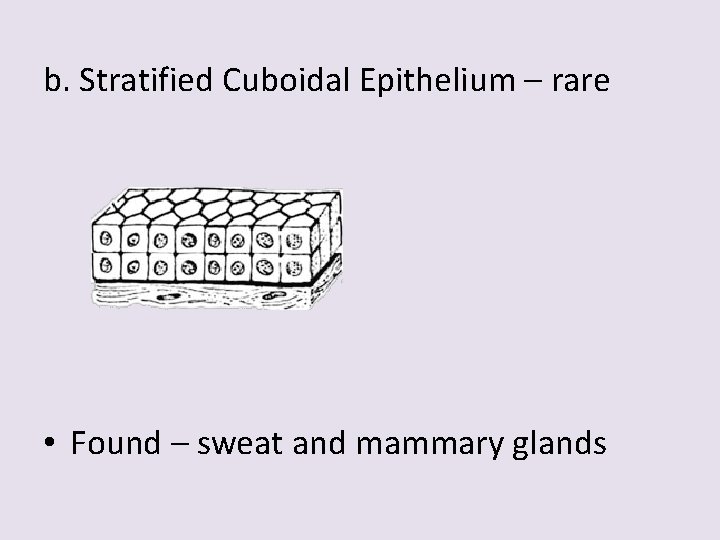 b. Stratified Cuboidal Epithelium – rare • Found – sweat and mammary glands 