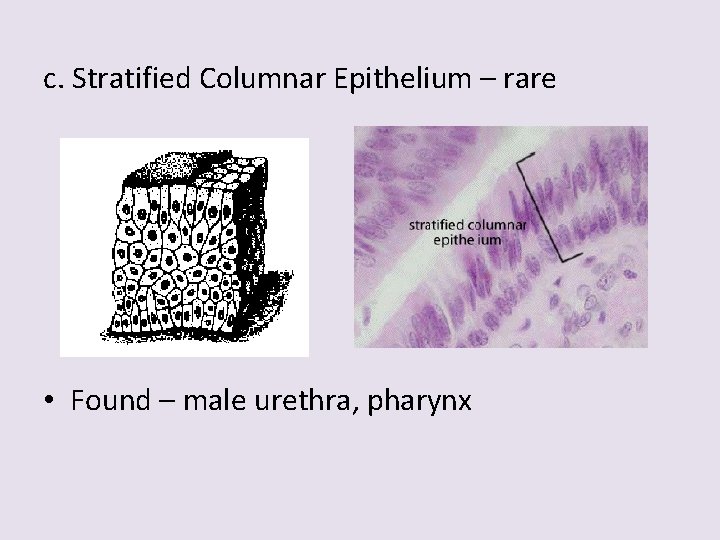 c. Stratified Columnar Epithelium – rare • Found – male urethra, pharynx 