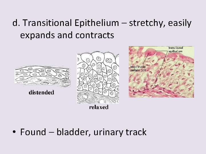 d. Transitional Epithelium – stretchy, easily expands and contracts • Found – bladder, urinary