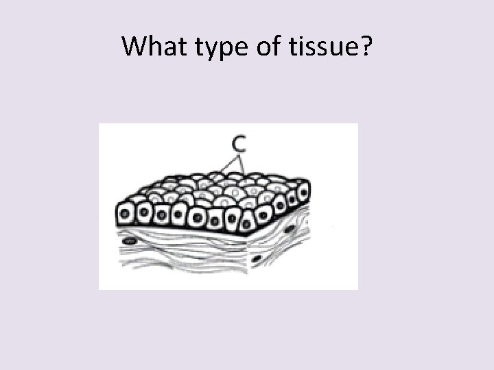 What type of tissue? 