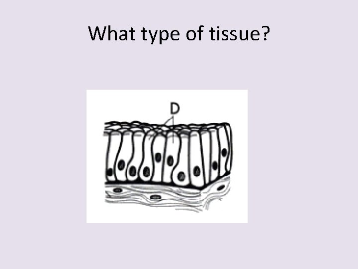 What type of tissue? 