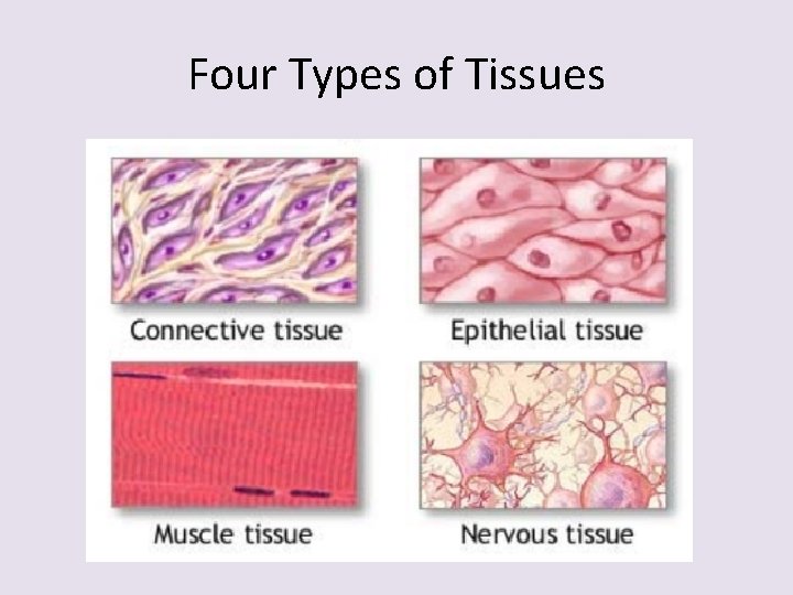 Four Types of Tissues 