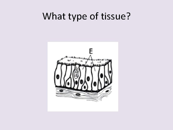 What type of tissue? 