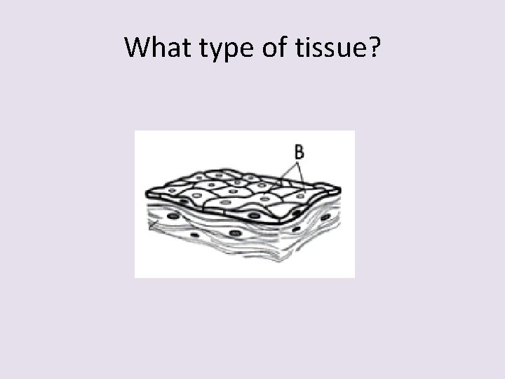 What type of tissue? 