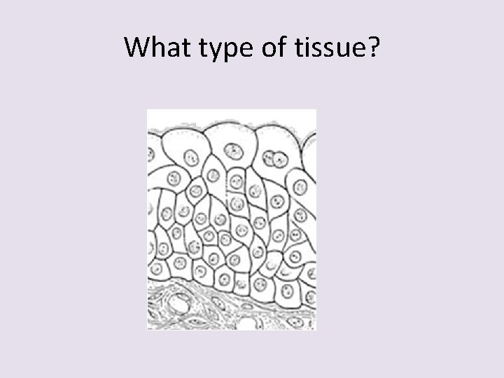 What type of tissue? 