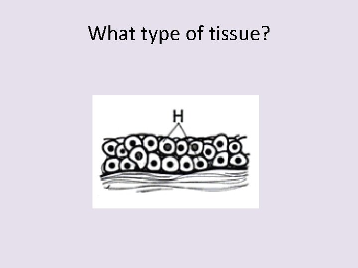 What type of tissue? 