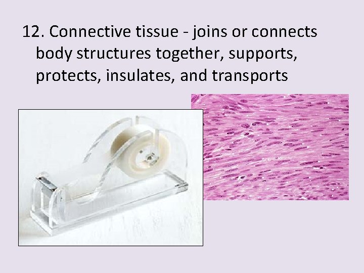 12. Connective tissue - joins or connects body structures together, supports, protects, insulates, and