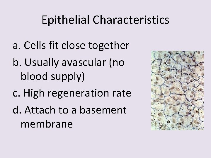 Epithelial Characteristics a. Cells fit close together b. Usually avascular (no blood supply) c.