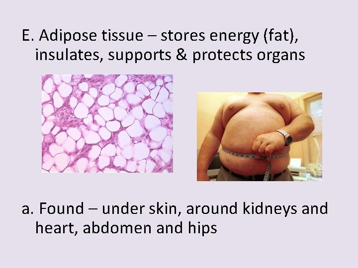 E. Adipose tissue – stores energy (fat), insulates, supports & protects organs a. Found