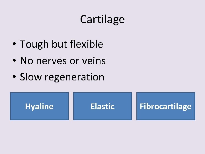 Cartilage • Tough but flexible • No nerves or veins • Slow regeneration Hyaline