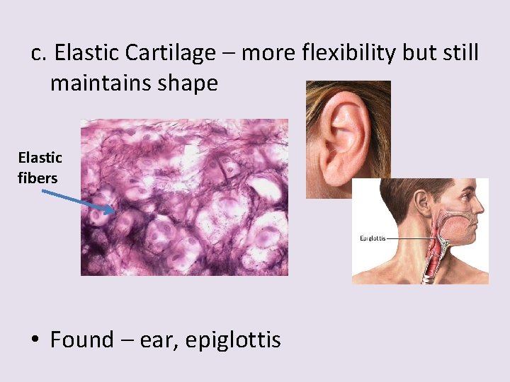 c. Elastic Cartilage – more flexibility but still maintains shape Elastic fibers • Found