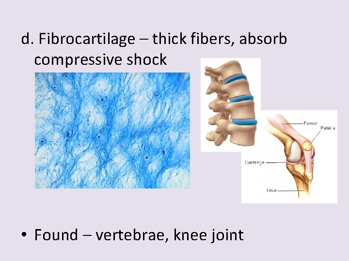 d. Fibrocartilage – thick fibers, absorb compressive shock • Found – vertebrae, knee joint