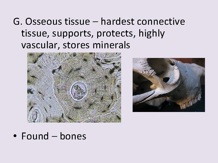 G. Osseous tissue – hardest connective tissue, supports, protects, highly vascular, stores minerals •