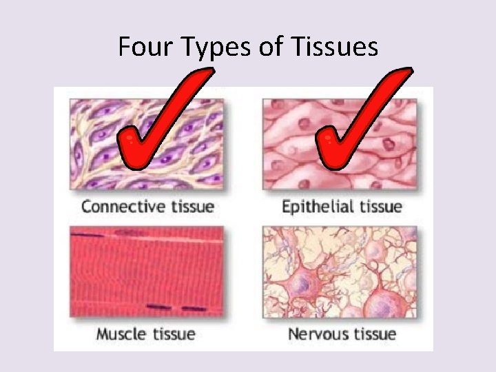 Four Types of Tissues 
