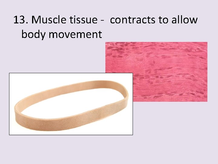 13. Muscle tissue - contracts to allow body movement 