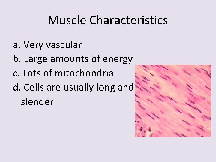 Muscle Characteristics a. Very vascular b. Large amounts of energy c. Lots of mitochondria
