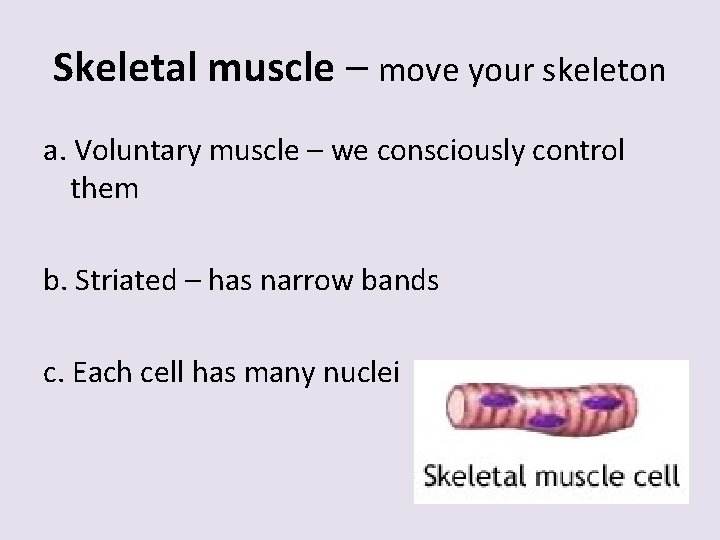 Skeletal muscle – move your skeleton a. Voluntary muscle – we consciously control them