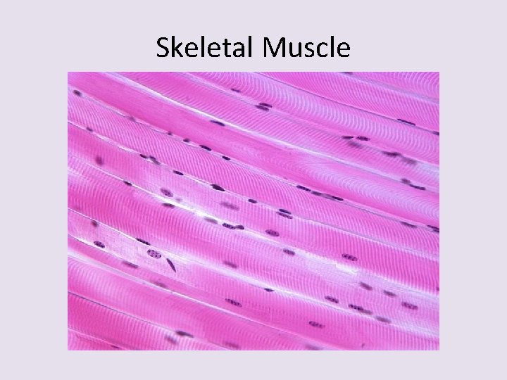 Skeletal Muscle 