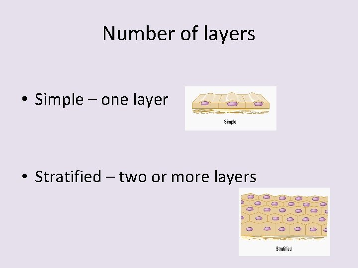 Number of layers • Simple – one layer • Stratified – two or more