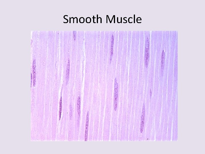 Smooth Muscle 