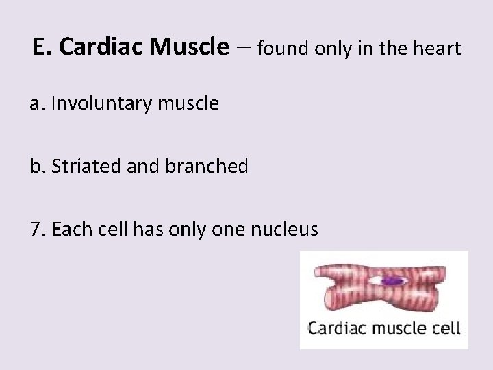 E. Cardiac Muscle – found only in the heart a. Involuntary muscle b. Striated