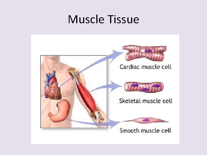 Muscle Tissue 