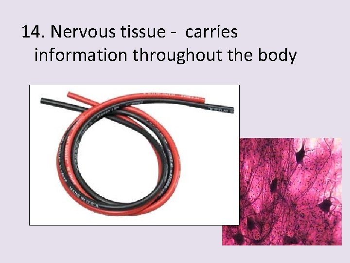 14. Nervous tissue - carries information throughout the body 