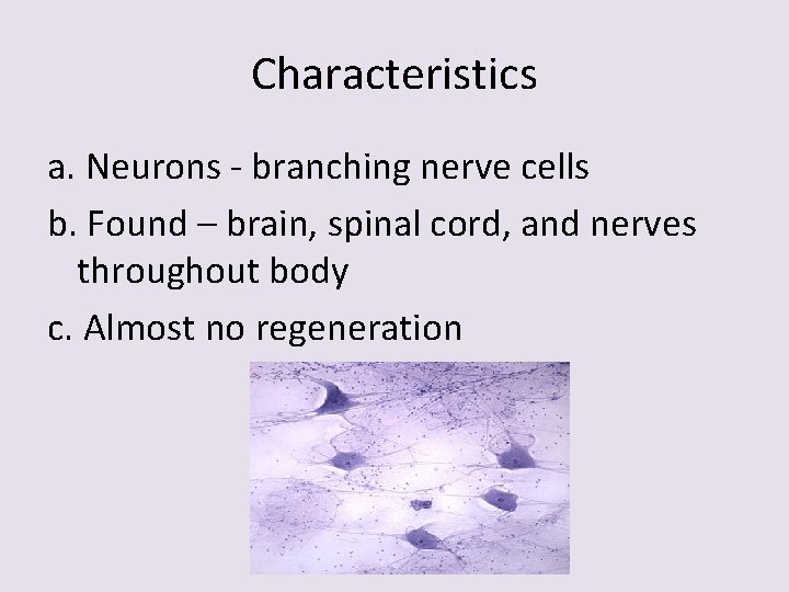 Characteristics a. Neurons - branching nerve cells b. Found – brain, spinal cord, and