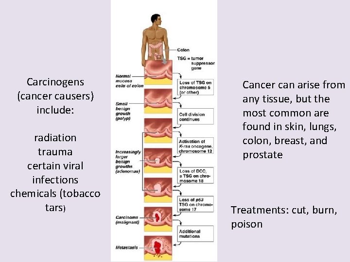 Carcinogens (cancer causers) include: radiation trauma certain viral infections chemicals (tobacco tars) Cancer can