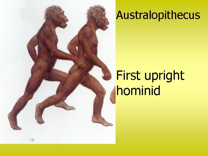 Australopithecus First upright hominid 