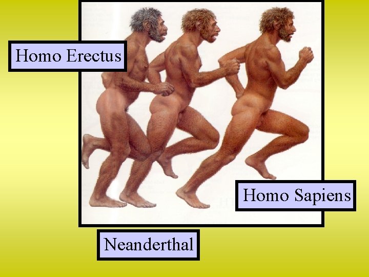 Homo Erectus Homo Sapiens Neanderthal 