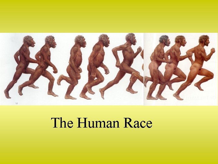 The Human Race 