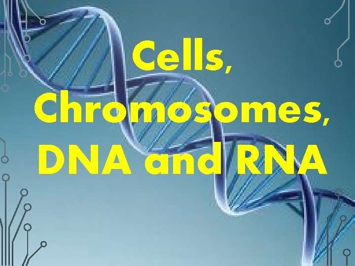 Cells Chromosomes DNA and RNA DNA is short