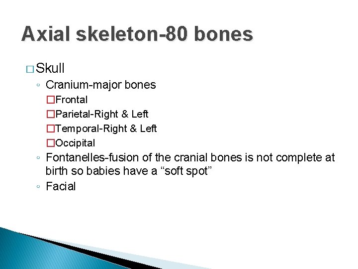 Axial skeleton-80 bones � Skull ◦ Cranium-major bones �Frontal �Parietal-Right & Left �Temporal-Right &