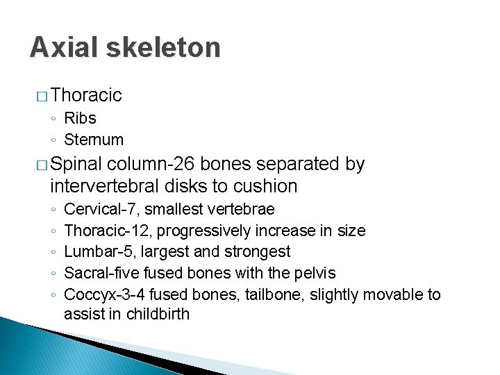 Axial skeleton � Thoracic ◦ Ribs ◦ Sternum � Spinal column-26 bones separated by