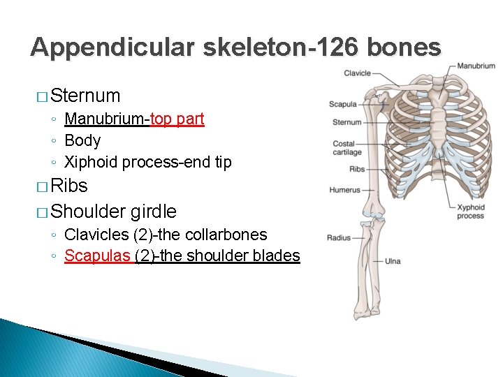 Appendicular skeleton-126 bones � Sternum ◦ Manubrium-top part ◦ Body ◦ Xiphoid process-end tip