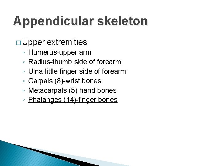 Appendicular skeleton � Upper ◦ ◦ ◦ extremities Humerus-upper arm Radius-thumb side of forearm