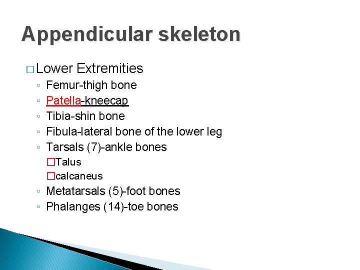 Appendicular skeleton � Lower ◦ ◦ ◦ Extremities Femur-thigh bone Patella-kneecap Tibia-shin bone Fibula-lateral