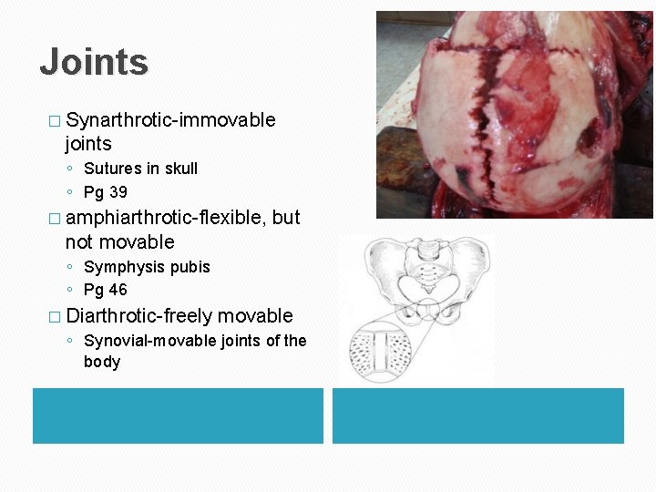 Joints � Synarthrotic-immovable joints ◦ Sutures in skull ◦ Pg 39 � amphiarthrotic-flexible, but