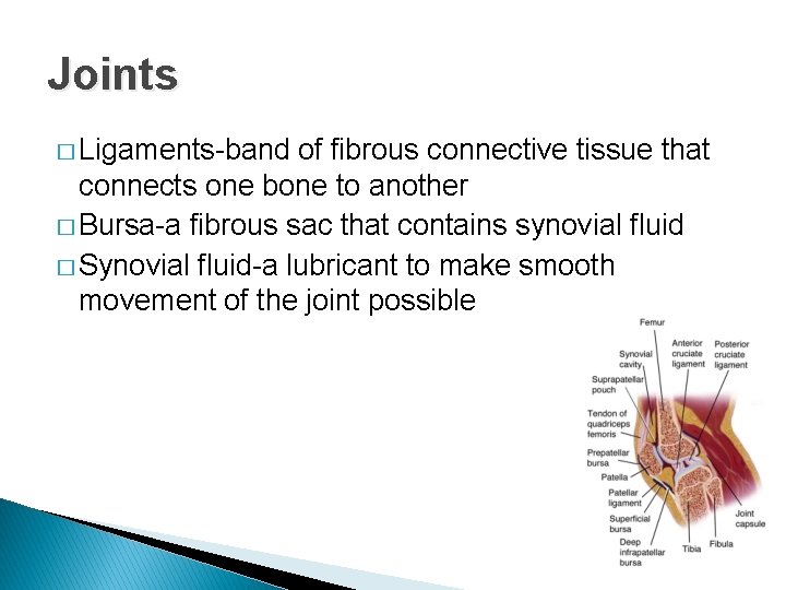 Joints � Ligaments-band of fibrous connective tissue that connects one bone to another �