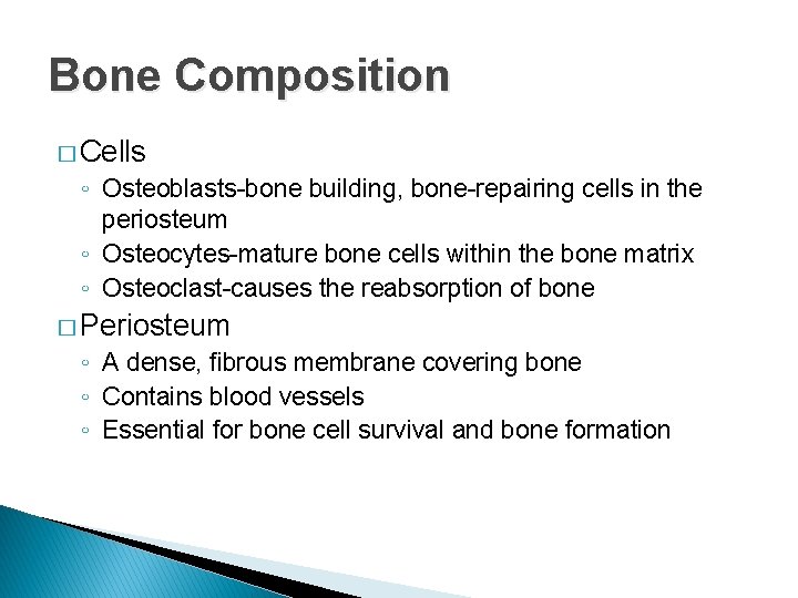 Bone Composition � Cells ◦ Osteoblasts-bone building, bone-repairing cells in the periosteum ◦ Osteocytes-mature