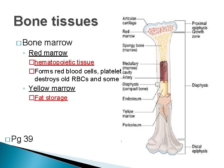 Bone tissues � Bone marrow ◦ Red marrow �hematopoietic tissue �Forms red blood cells,