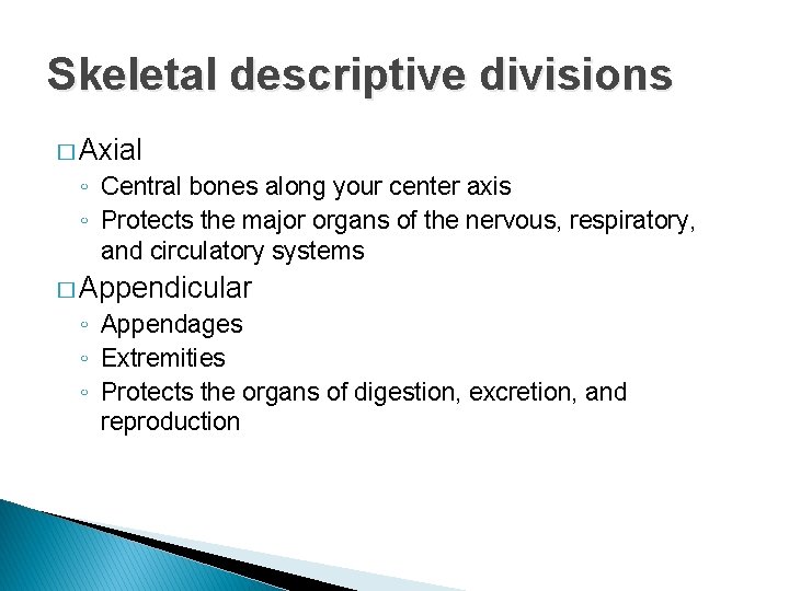 Skeletal descriptive divisions � Axial ◦ Central bones along your center axis ◦ Protects