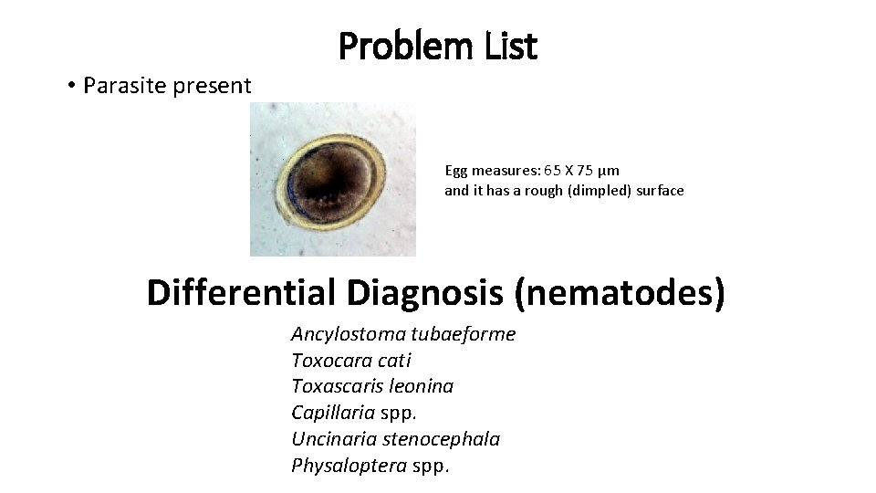  • Parasite present Problem List Egg measures: 65 X 75 μm and it