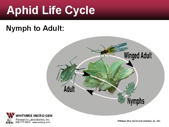 Aphid Life Cycle Nymph to Adult: WHITMIRE MICRO-GEN Research Laboratories, Inc. 800 -777 -8570