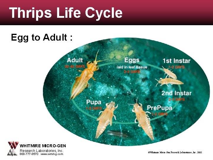 Thrips Life Cycle Egg to Adult : WHITMIRE MICRO-GEN Research Laboratories, Inc. 800 -777