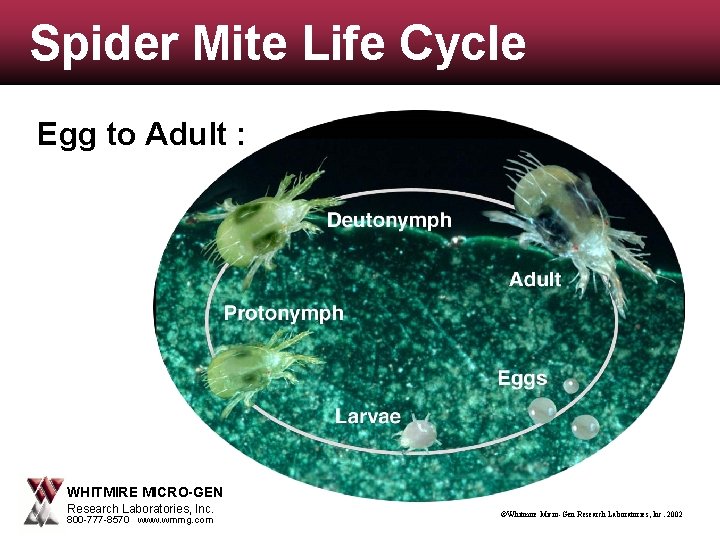 Spider Mite Life Cycle Egg to Adult : WHITMIRE MICRO-GEN Research Laboratories, Inc. 800