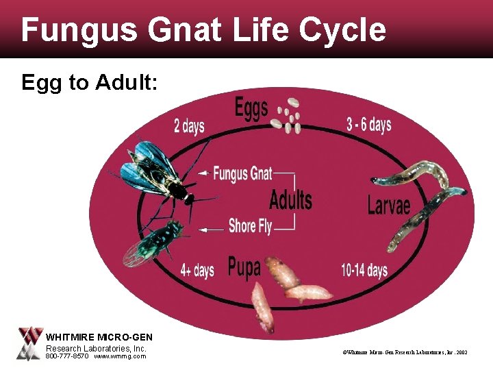 Fungus Gnat Life Cycle Egg to Adult: WHITMIRE MICRO-GEN Research Laboratories, Inc. 800 -777