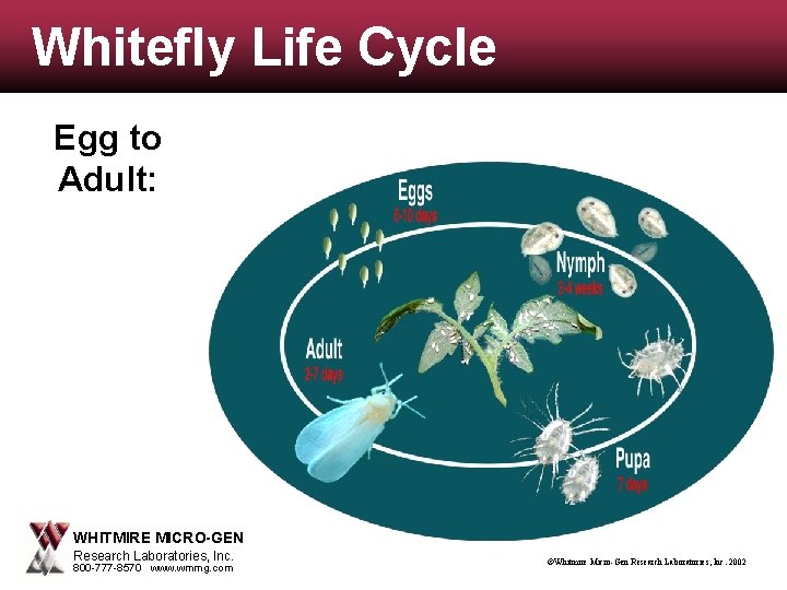 Whitefly Life Cycle Egg to Adult: WHITMIRE MICRO-GEN Research Laboratories, Inc. 800 -777 -8570