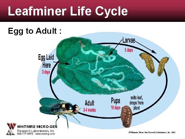 Leafminer Life Cycle Egg to Adult : WHITMIRE MICRO-GEN Research Laboratories, Inc. 800 -777